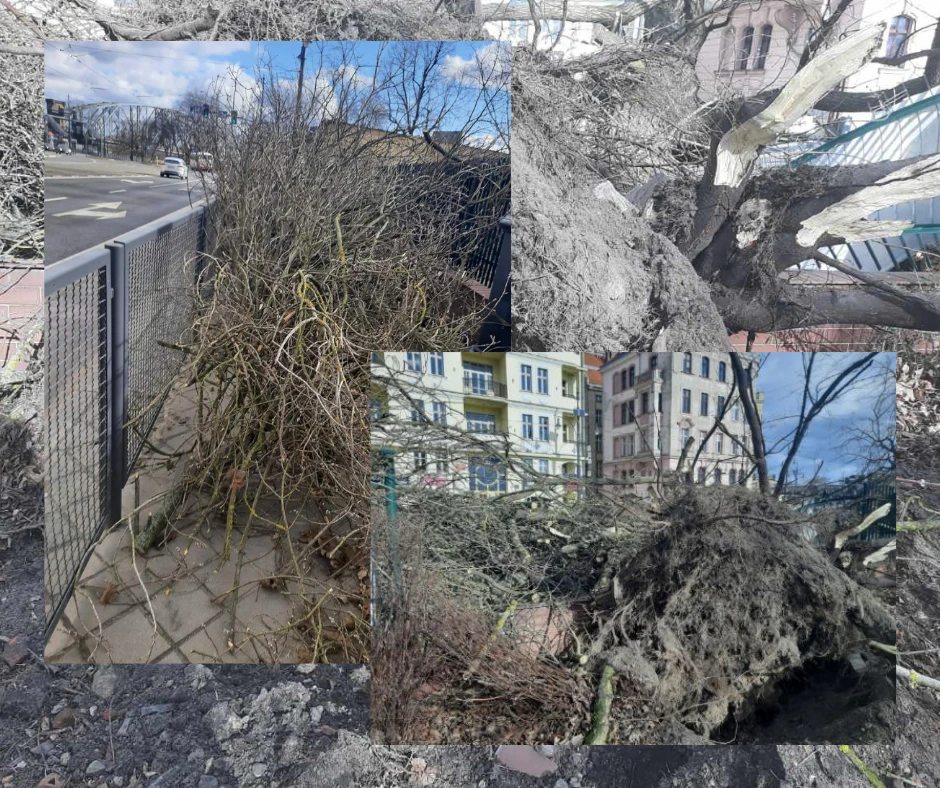 Ilustracja do tekstu
